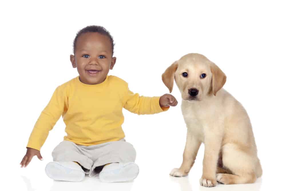 Cute african baby with a nice puppy dog isolated on a white back