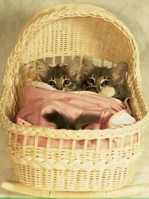 two kittens in baby bassinet catnapping